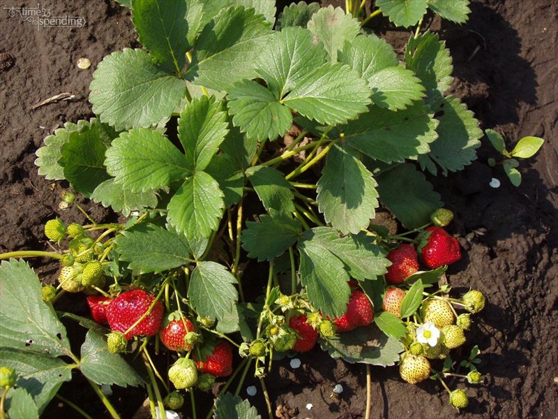 Strawberry Queen Elizabeth: description with photo