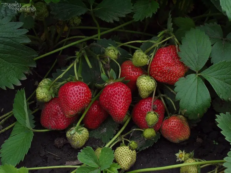 Strawberry Queen Elizabeth: description with photo