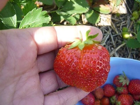 Strawberry Queen Elizabeth: variety description, photos, reviews