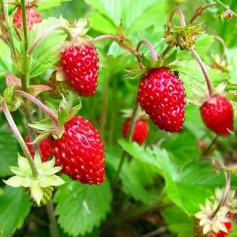 Strawberry Rügen