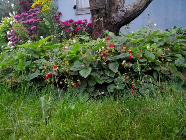 Strawberry Rügen