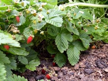 Strawberry Rügen