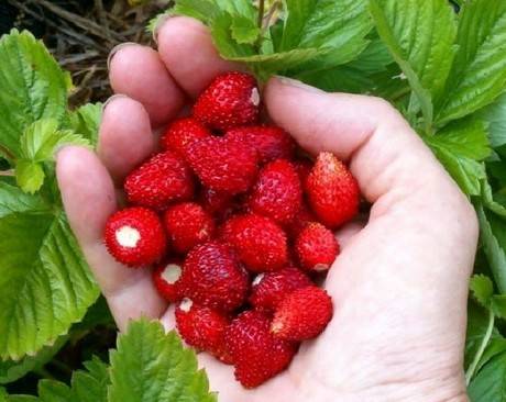 Strawberry Rügen