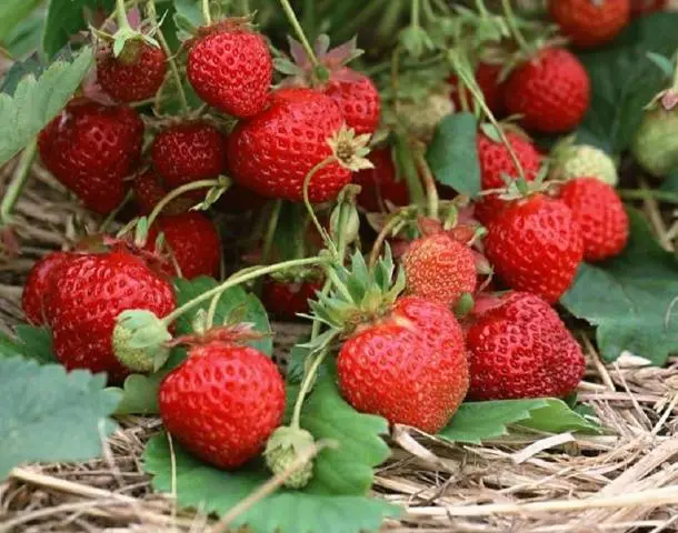 Strawberry remontant bezusaya: the best varieties