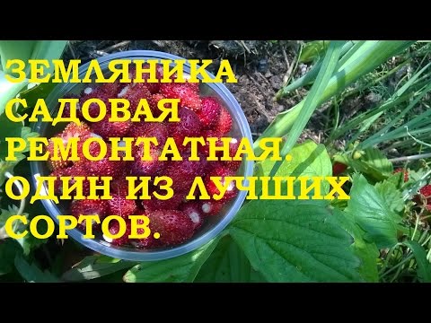 Strawberry remontant bezusaya: the best varieties