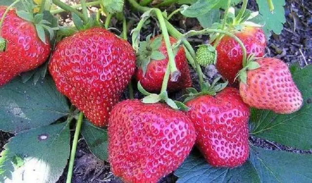 Strawberry remontant bezusaya: the best varieties