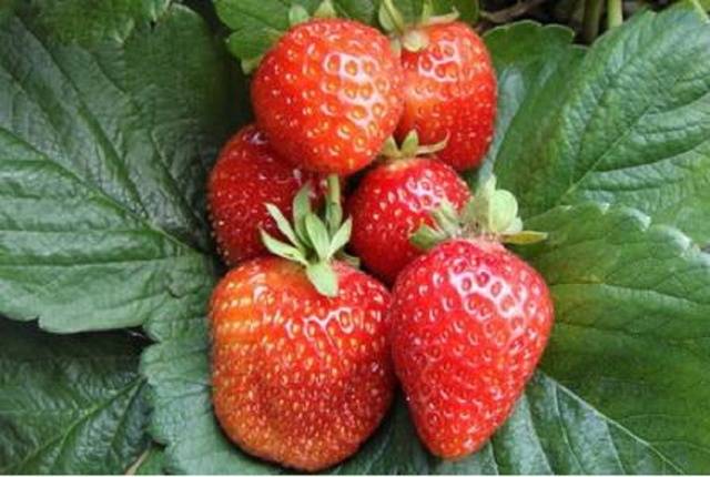 Strawberry remontant bezusaya: the best varieties