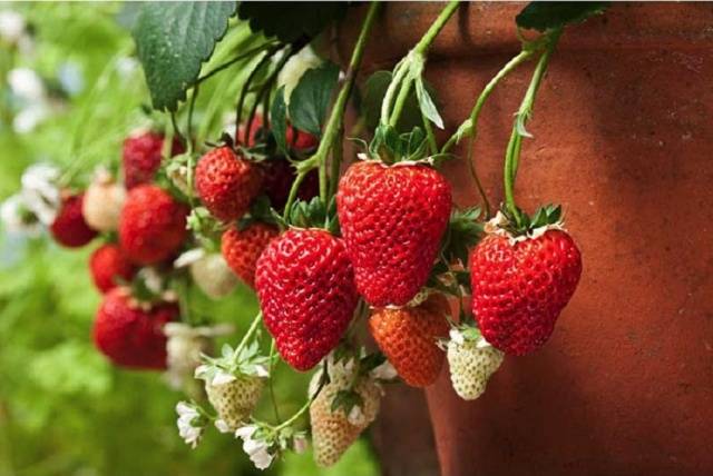 Strawberry remontant bezusaya: the best varieties