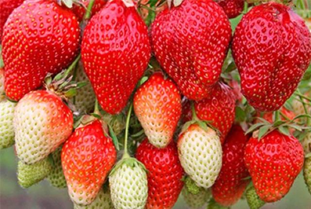 Strawberry remontant bezusaya: the best varieties