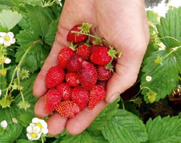 Strawberry remontant bezusaya: the best varieties