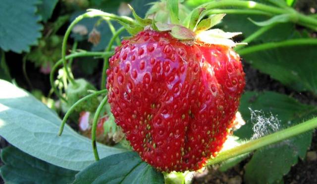 Strawberry Ruby Pendant