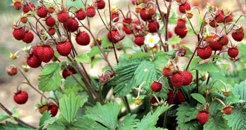 Strawberry Rügen