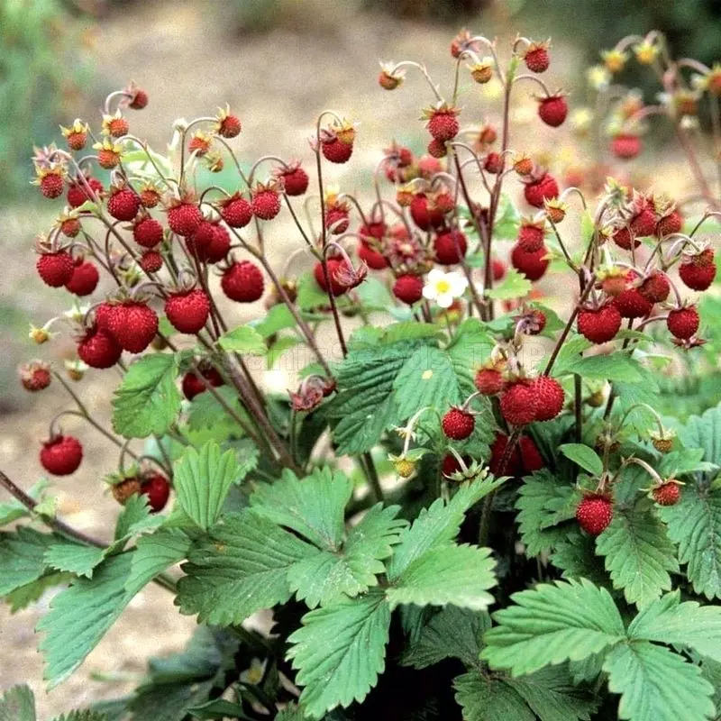 Strawberry Rügen