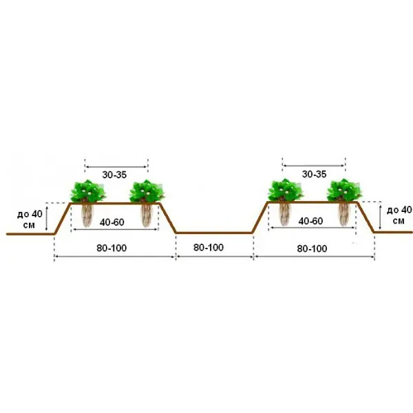 Strawberry seedlings according to the Frigo method: what is the effectiveness