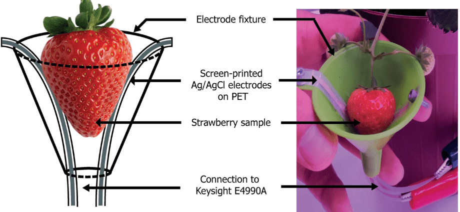 Strawberry seedlings according to the Frigo method: what is the effectiveness