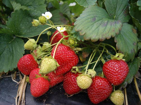 Strawberry Selva