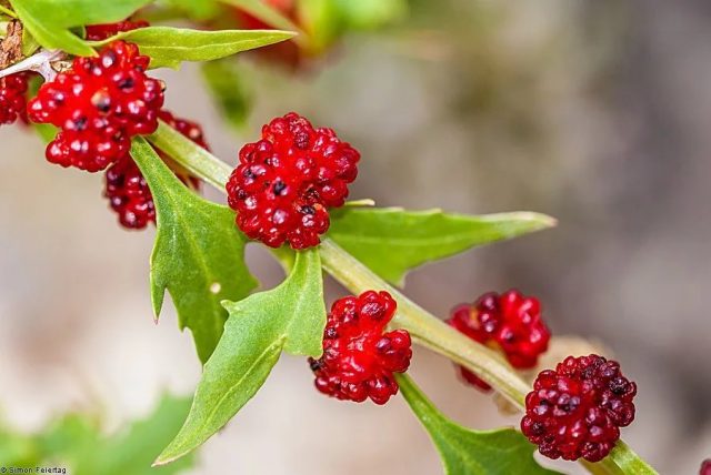 Strawberry spinach: cultivation, useful properties, recipes