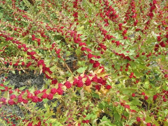 Strawberry spinach: cultivation, useful properties, recipes