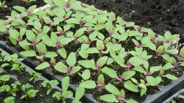 Strawberry spinach: cultivation, useful properties, recipes