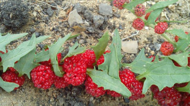 Strawberry spinach: cultivation, useful properties, recipes