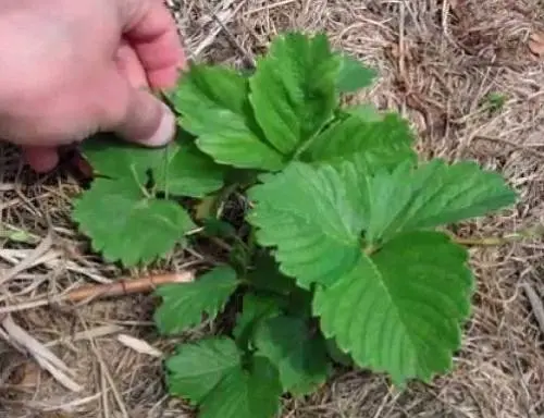 Strawberry Sudarushka