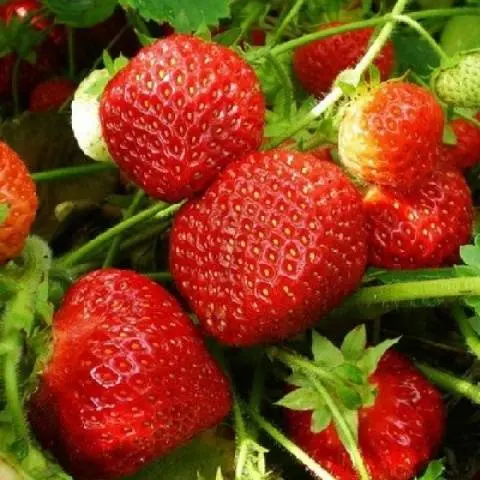 Strawberry Sudarushka