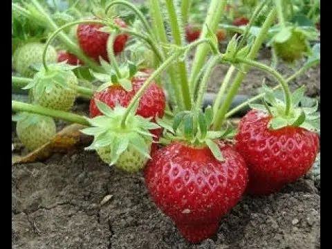 Strawberry Sudarushka