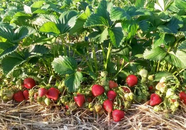 Strawberry Syria