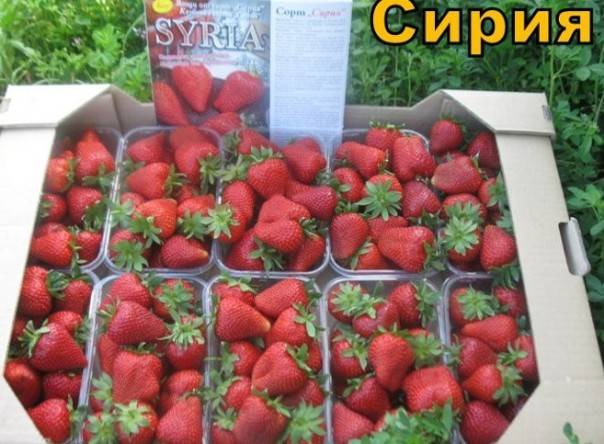 Strawberry Syria