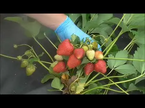 Strawberry Syria