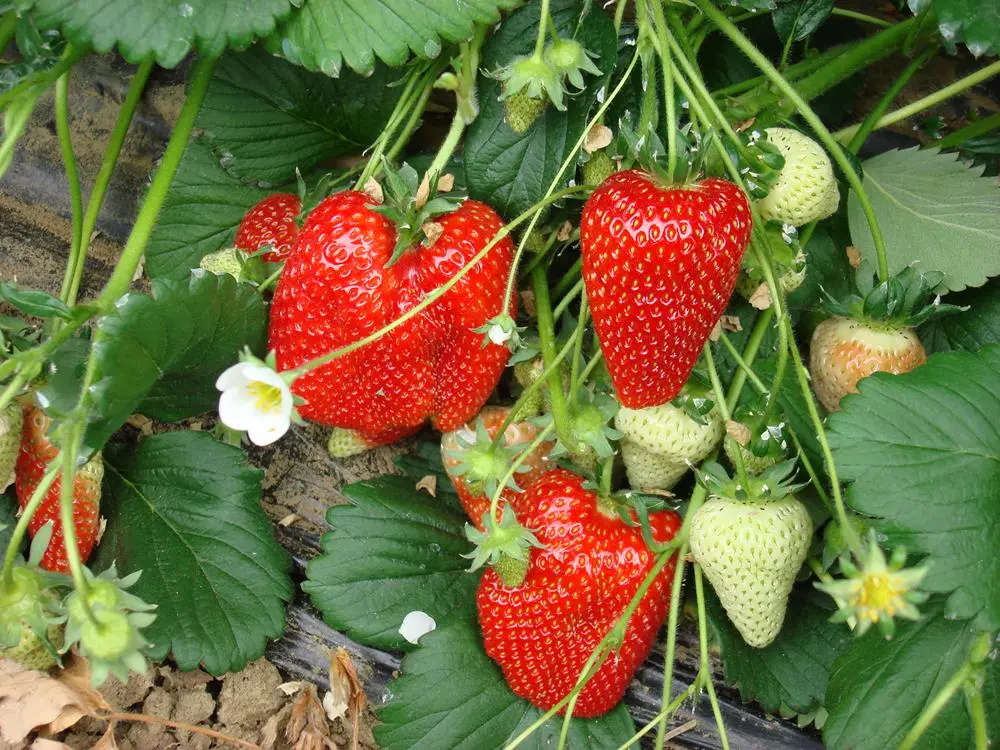 Strawberry Syria