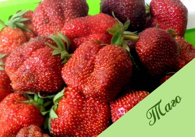 Strawberry Tago: variety description, photo, reviews