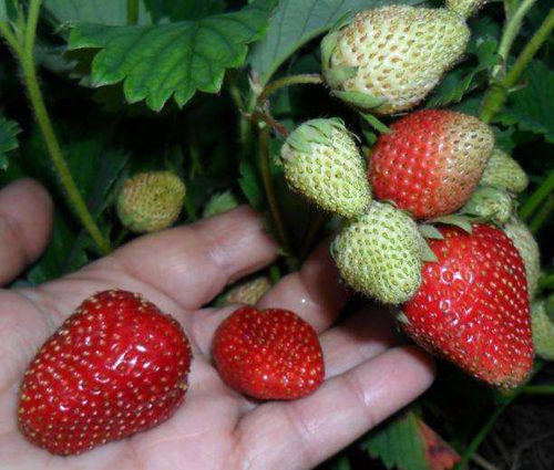 Strawberry Tago: variety description, photo, reviews