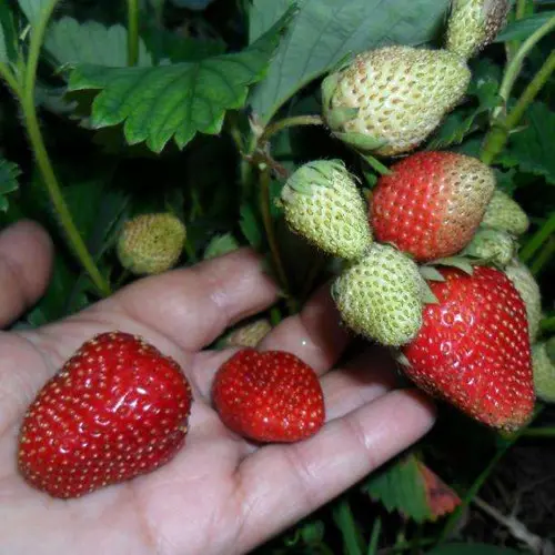 Strawberry Tago: variety description, photo, reviews