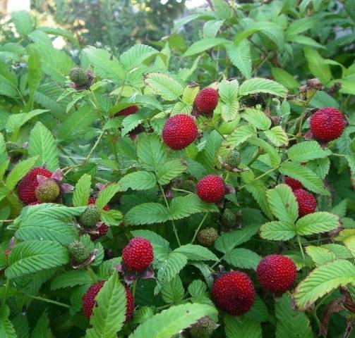 Strawberry (Tibetan) raspberries: planting and care