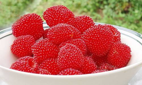 Strawberry (Tibetan) raspberries: planting and care