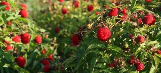 Strawberry (Tibetan) raspberries: planting and care