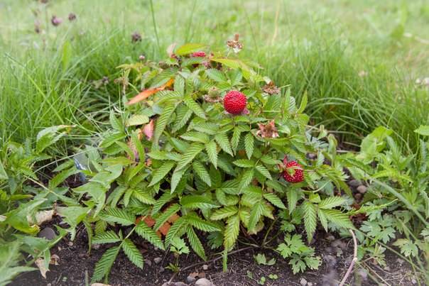 Strawberry (Tibetan) raspberries: planting and care