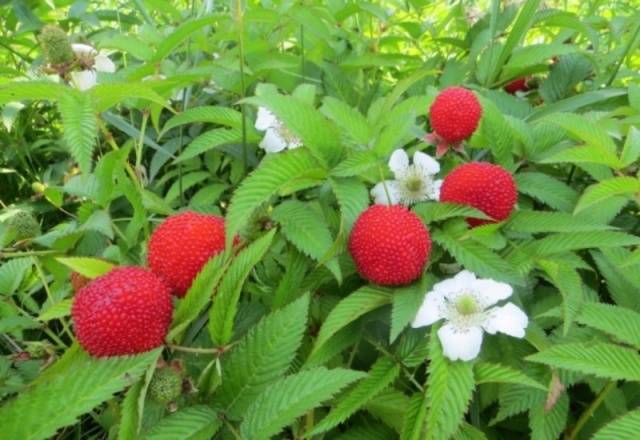 Strawberry (Tibetan) raspberries: planting and care