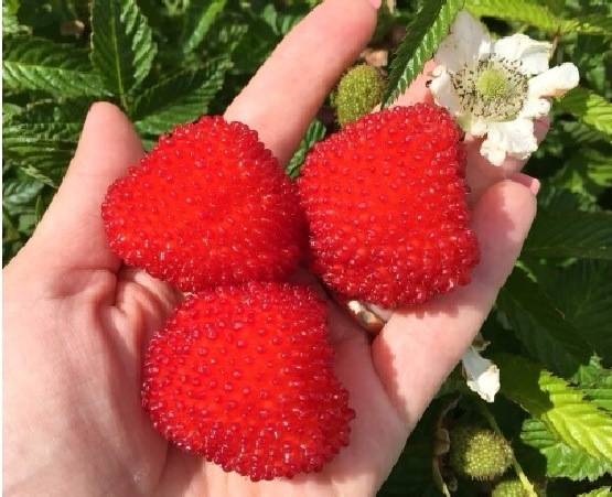 Strawberry (Tibetan) raspberries: planting and care