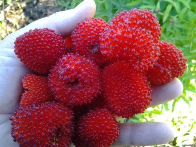 Strawberry (Tibetan) raspberries: planting and care