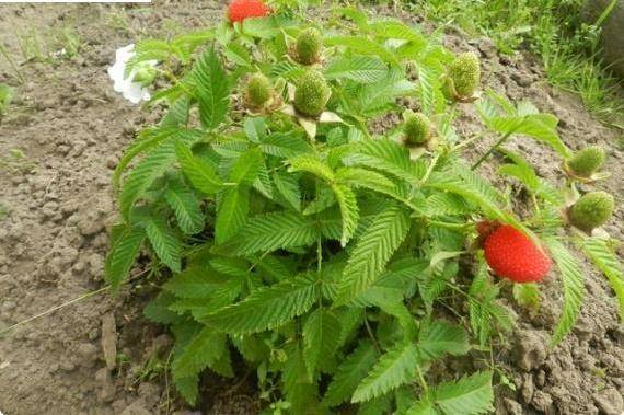 Strawberry (Tibetan) raspberries: planting and care