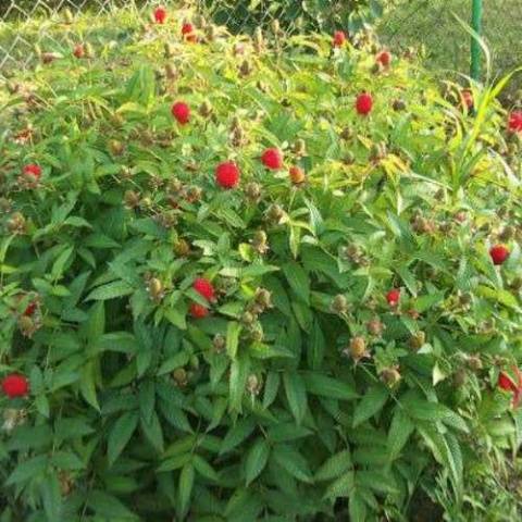 Strawberry (Tibetan) raspberries: planting and care