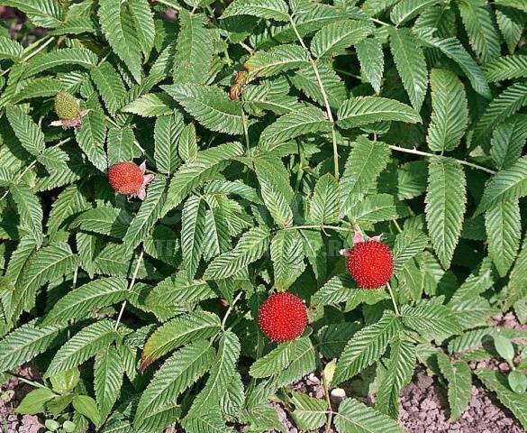 Strawberry (Tibetan) raspberries: planting and care