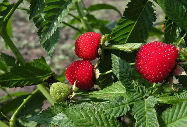 Strawberry (Tibetan) raspberries: planting and care