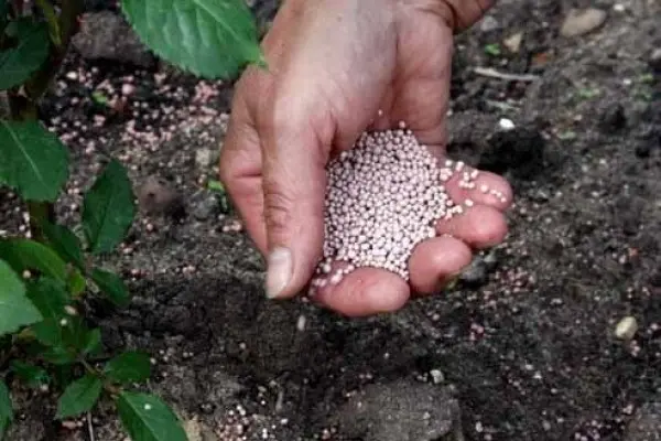 Strawberry transplant in the fall: what time, how to fertilize and how to care