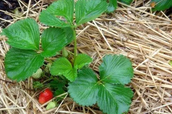 Strawberry transplant in the fall: what time, how to fertilize and how to care