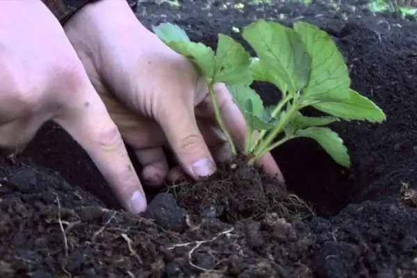 Strawberry transplant in the fall: what time, how to fertilize and how to care