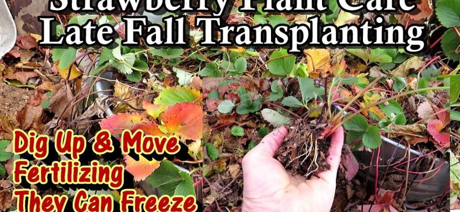 Strawberry transplant in the fall: what time, how to fertilize and how to care