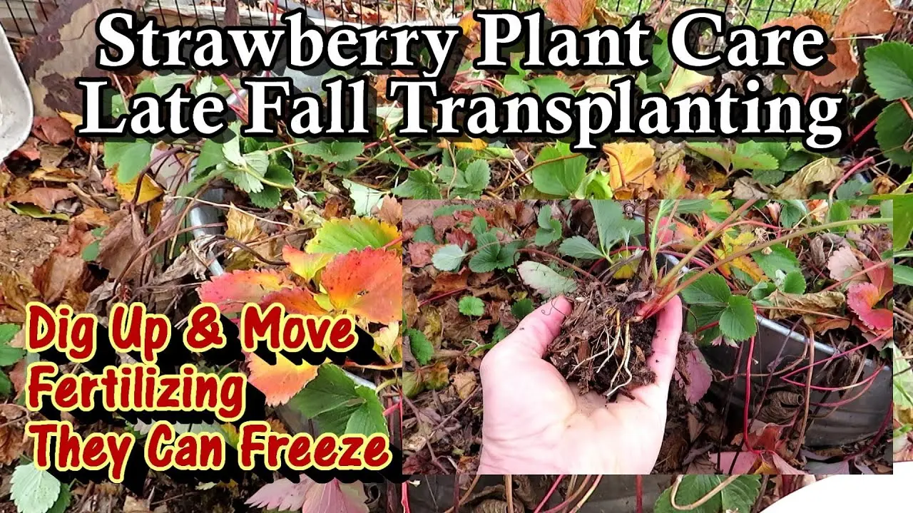 Strawberry transplant in the fall: what time, how to fertilize and how to care